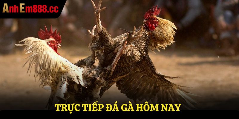 Trực tiếp đá gà hôm nay