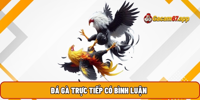 Đá gà trực tiếp có bình luận viên