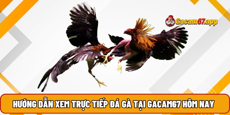 Hướng dẫn xem trực tiếp đá gà tại Gacam67 hôm nay