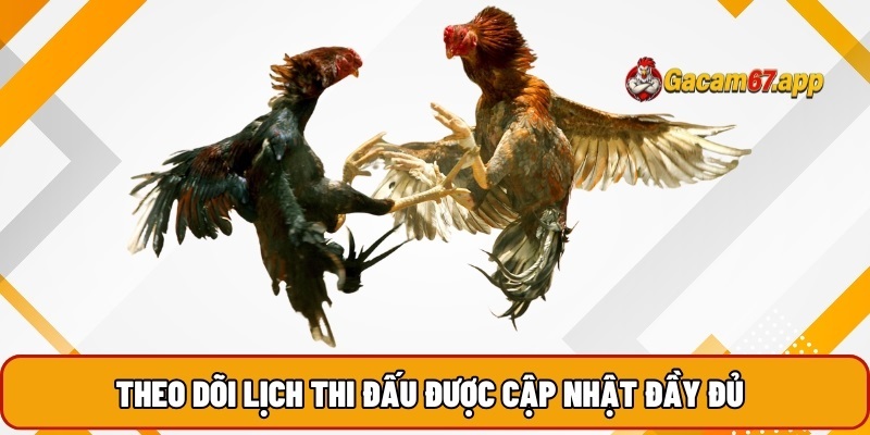 Theo dõi lịch thi đấu Đá gà được cập nhật đầy đủ