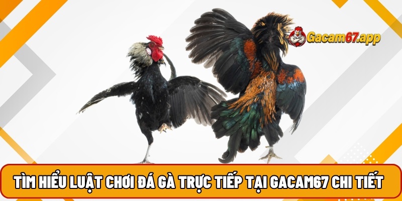 Tìm hiểu luật chơi đá gà trực tiếp tại Gacam67 chi tiết